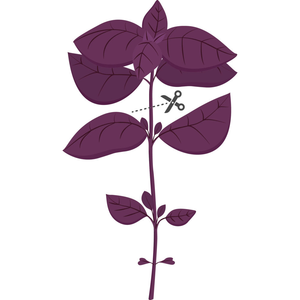 Tipps für einen erfolgreichen Anbau